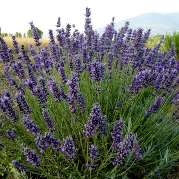 lavanda